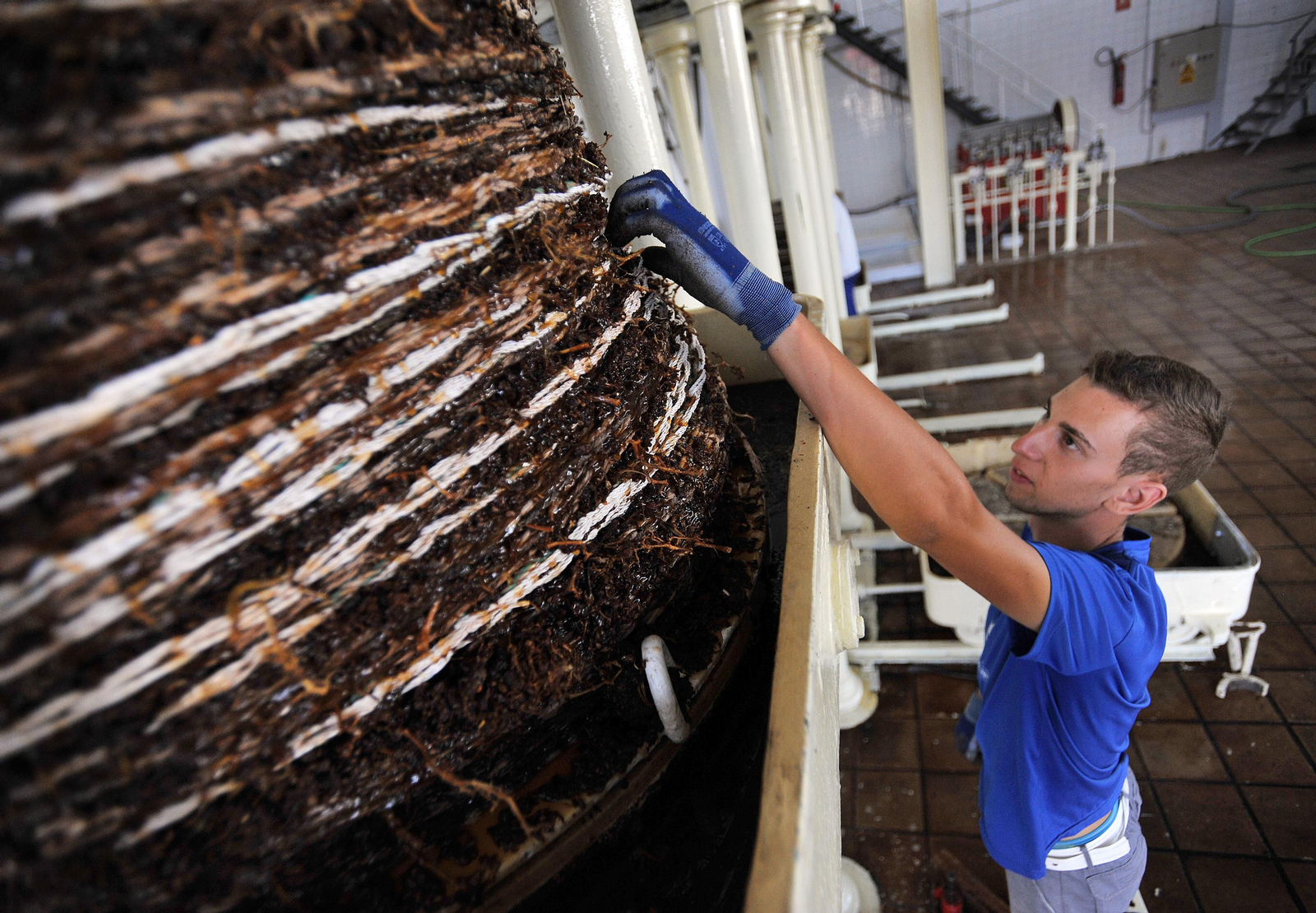 Así se elabora el vino Pedro Ximénez