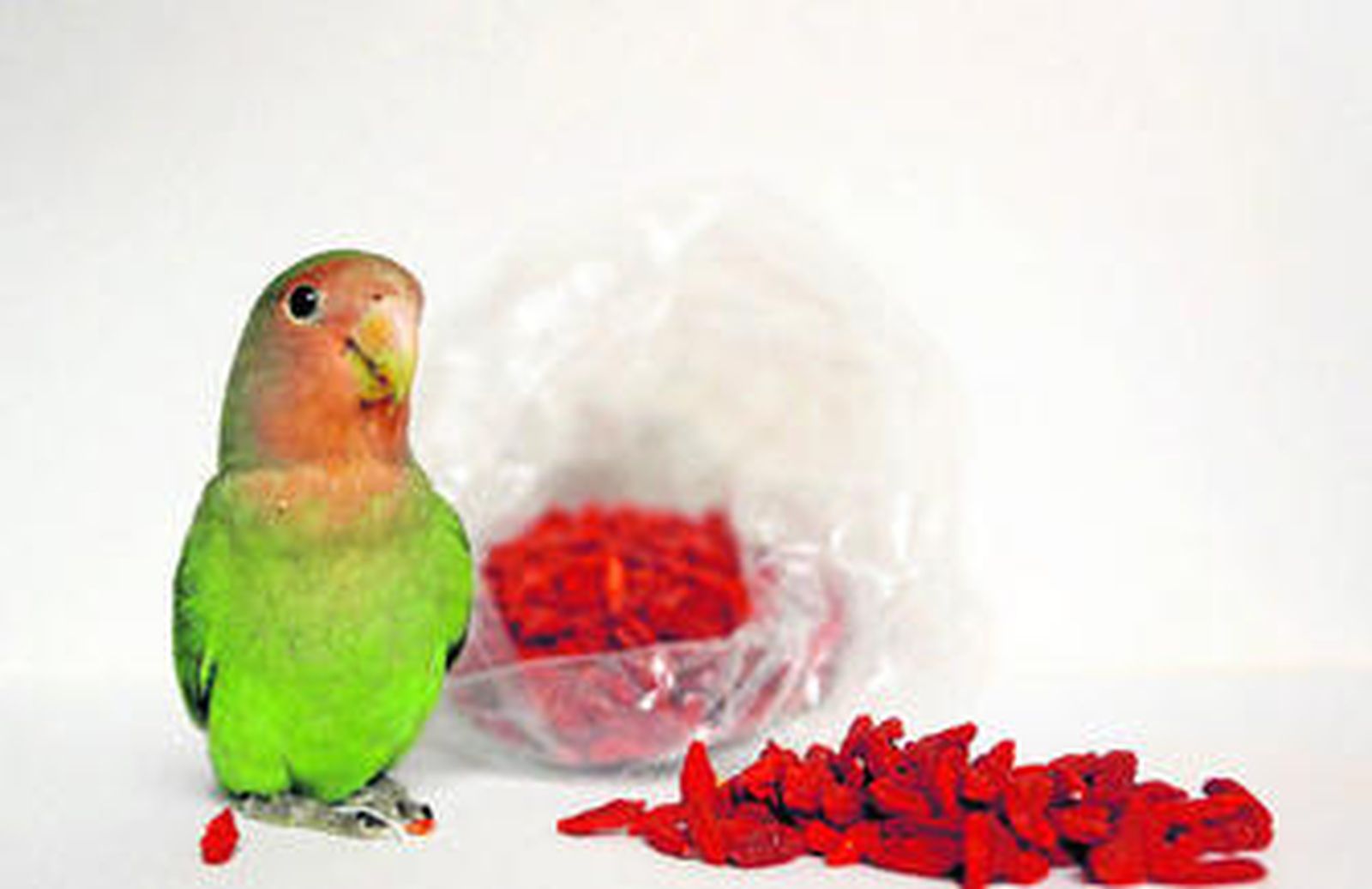 La moda de los agapornis