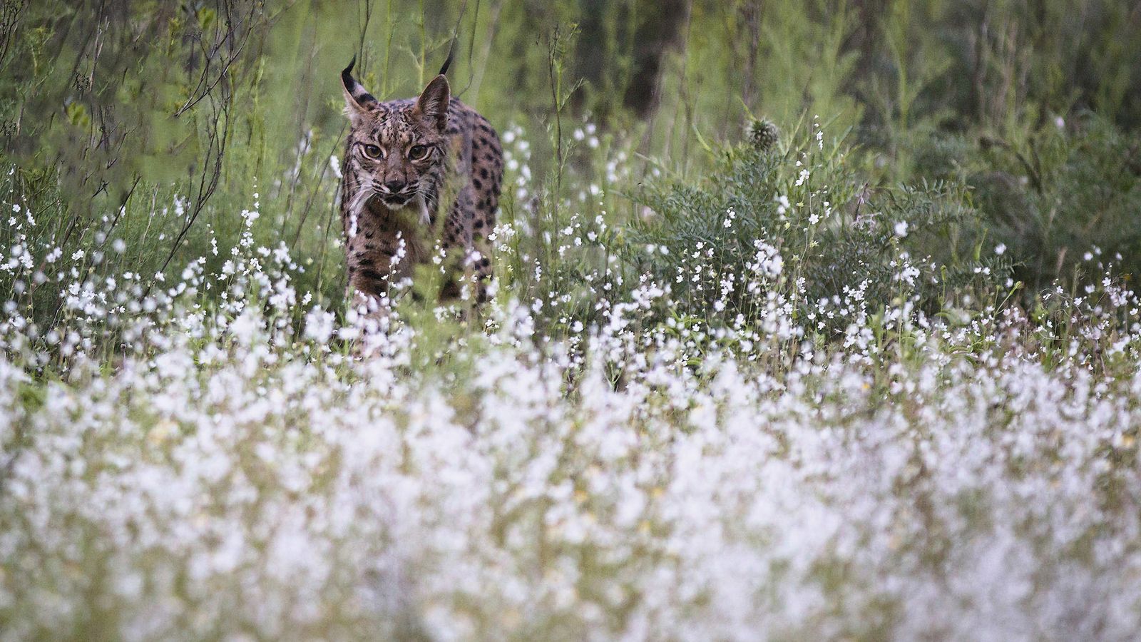 Un ejemplar de lince ibérico  en Doñana.