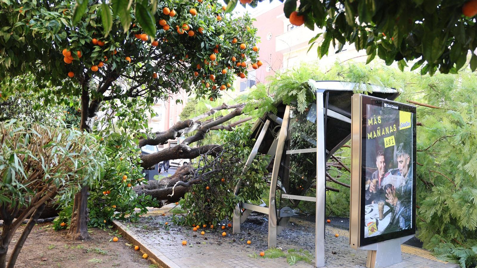 Un árbol caído contra una marquesina de autobuses a consecuencia del viento.