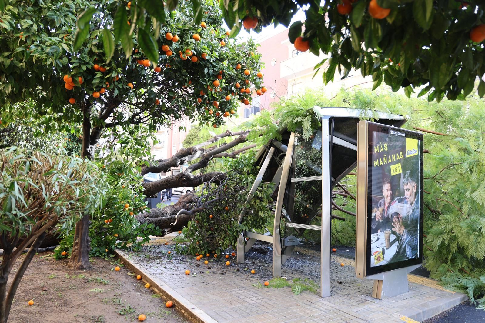 El árbol impactando contra la marquesina.