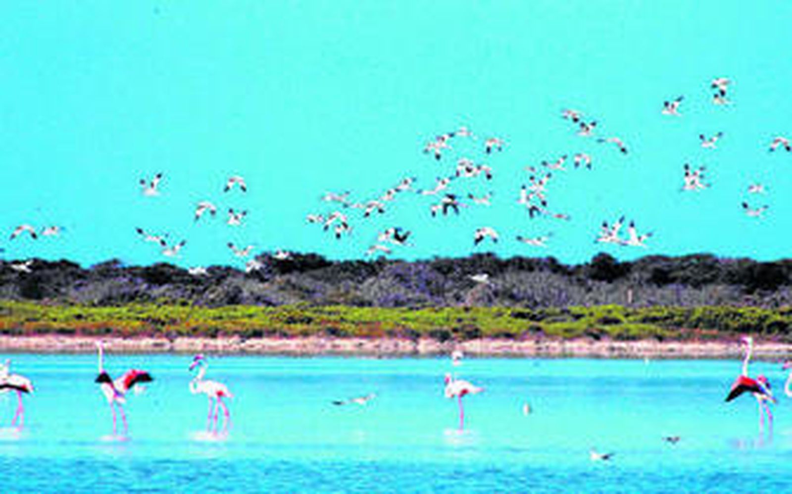 Almería, zona de especial protección para las aves
