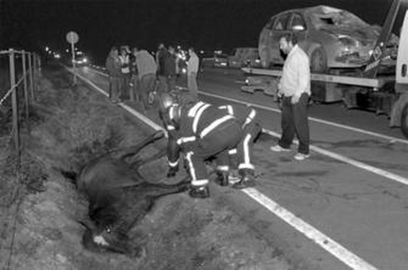 Uno de los caballos muertos, en la cuneta, y el vehículo que lo atropelló, ya montado en la grúa.