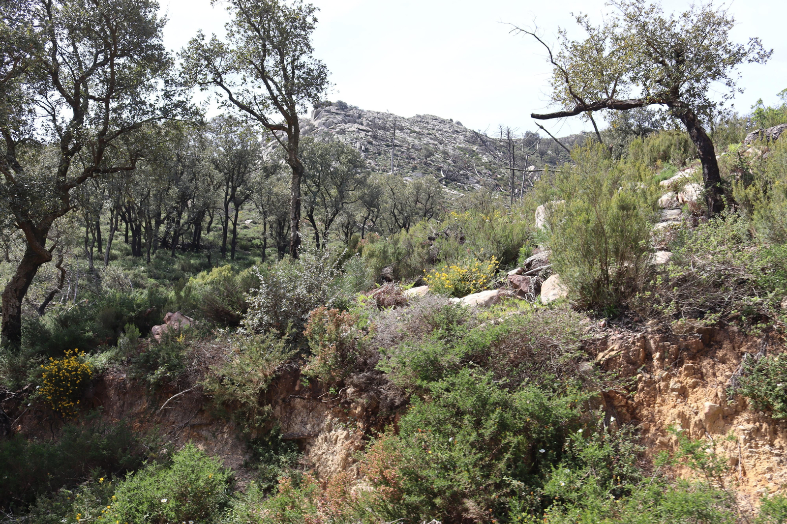 Fotos de la flora y fauna del Parque Natural de Los Alcornocales