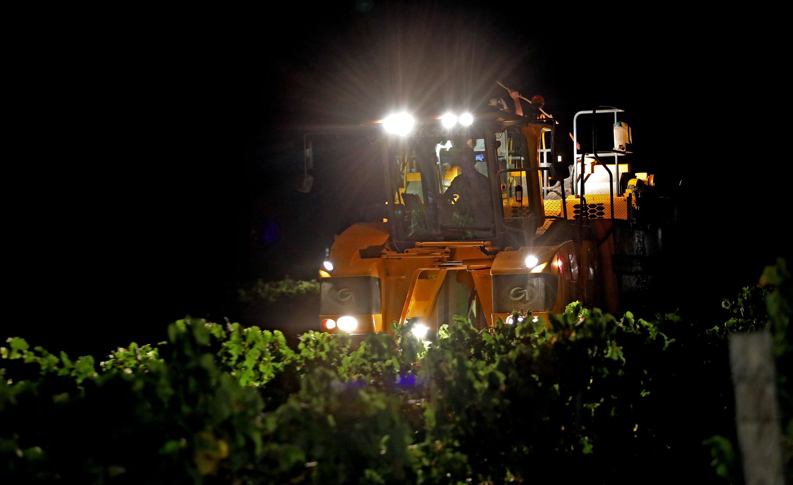 Una de las siete máquinas que se encontraban trabajando en la viña Tío Mateo en labores de recolecta.
