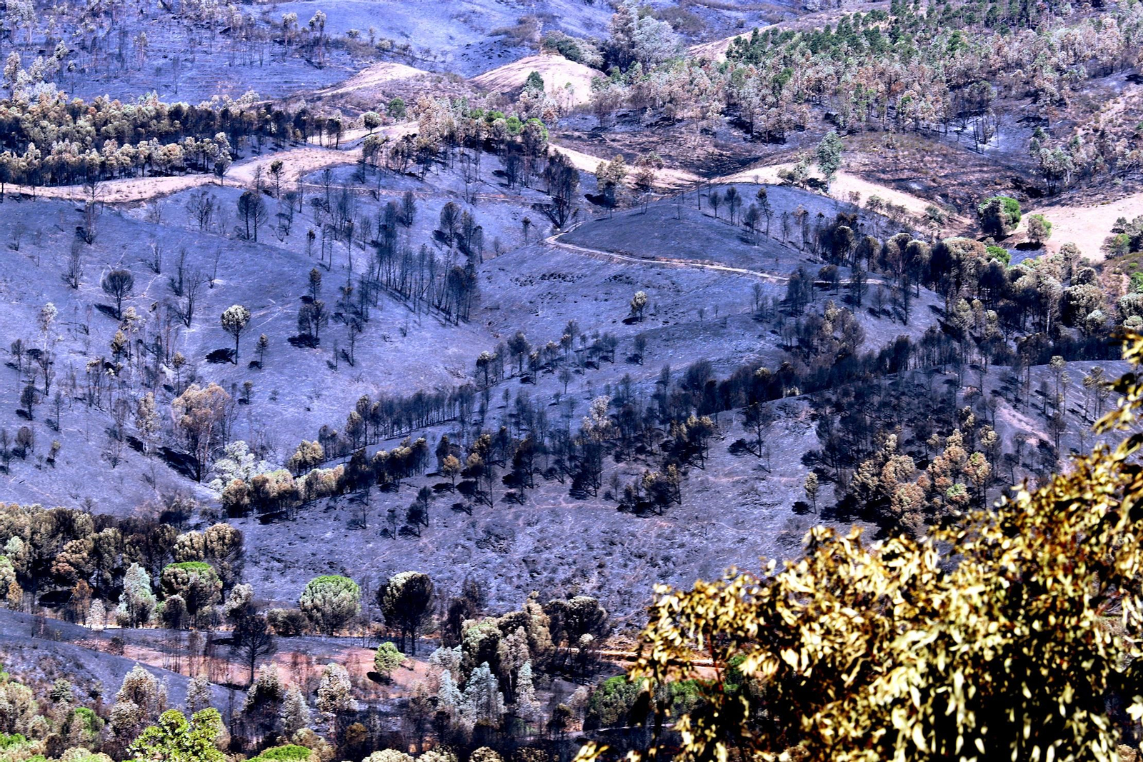 Imágenes de las zonas devastadas por el incendio de Almonaster la Real
