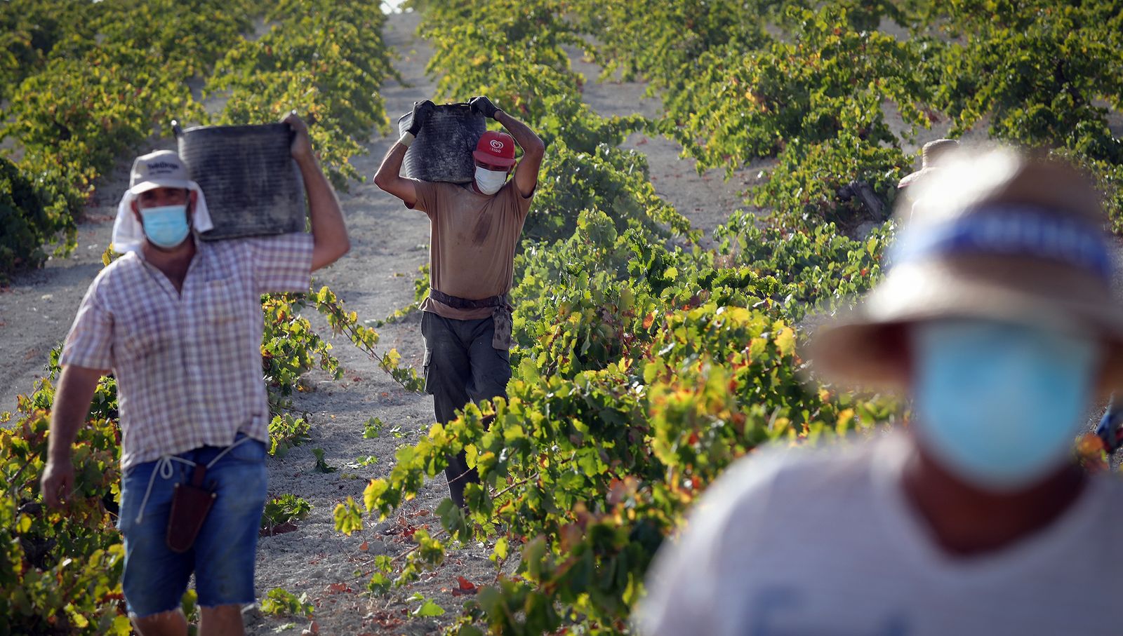 Vendimia en la bodega Gibalbín de Barbadillo.