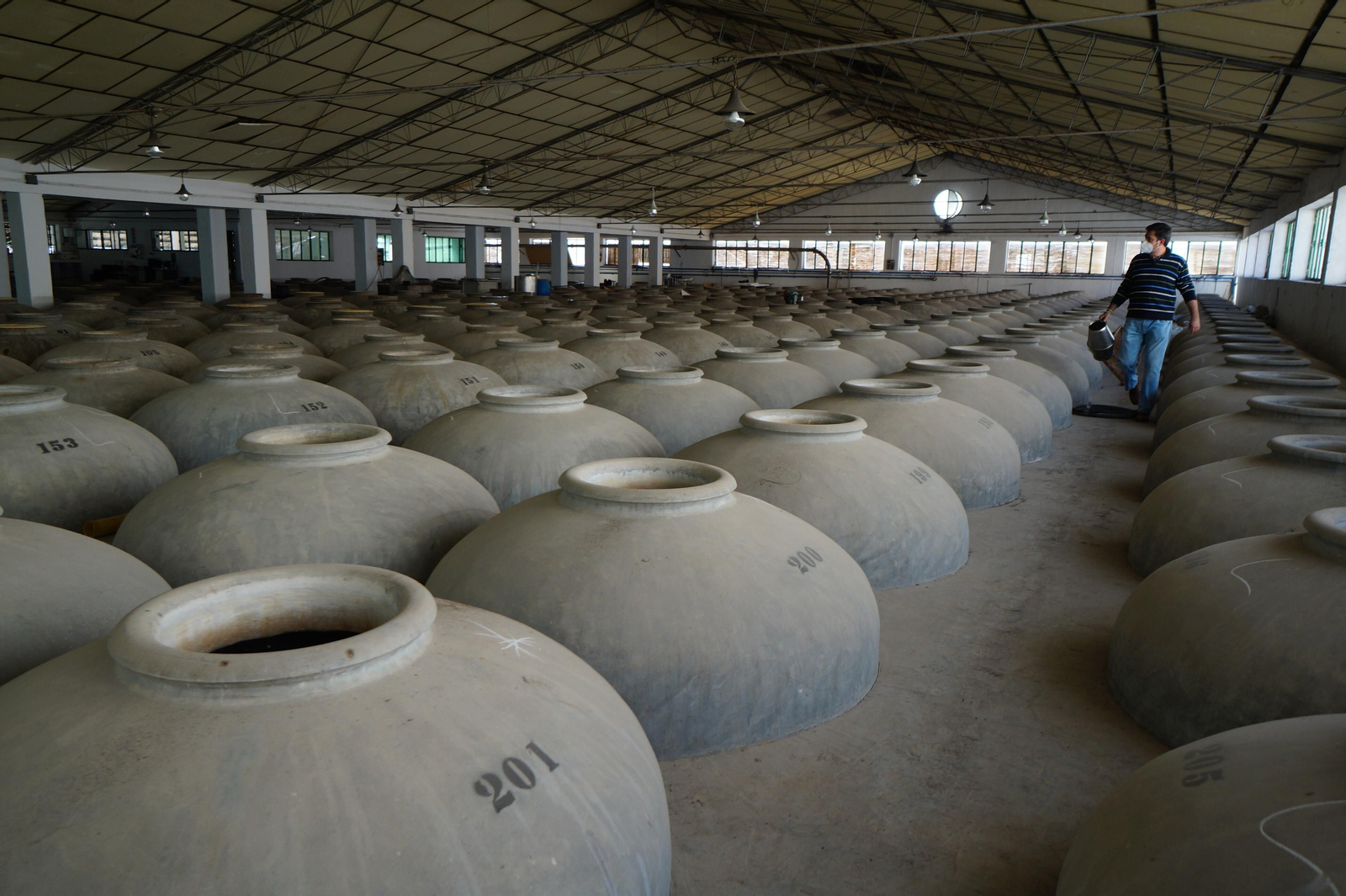 Un recorrido en fotografías por el vino nuevo de Moriles