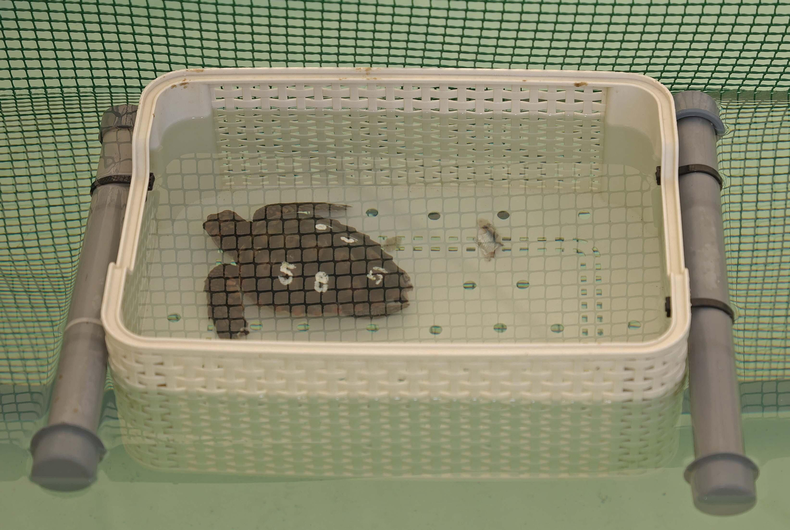 El Centro de Gestión del Medio Marino Andaluz (CEGMA) de Algeciras, en imágenes