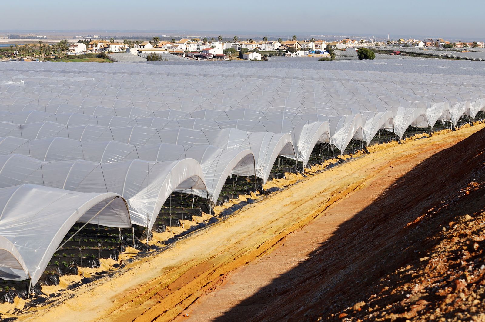 Fincas de producción de fresas en Palos de la Frontera.