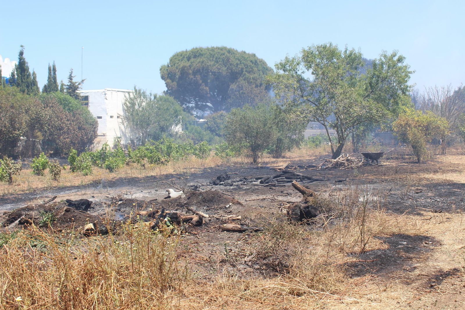 El incendio en el pinar de Roche, en imágenes
