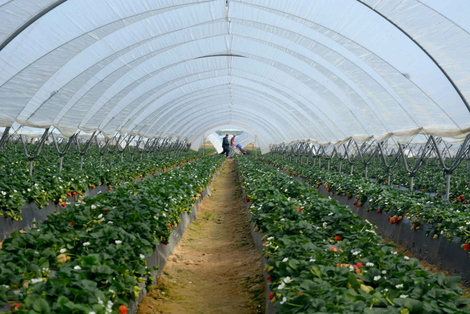 Cultivos de fresas en Almonte.