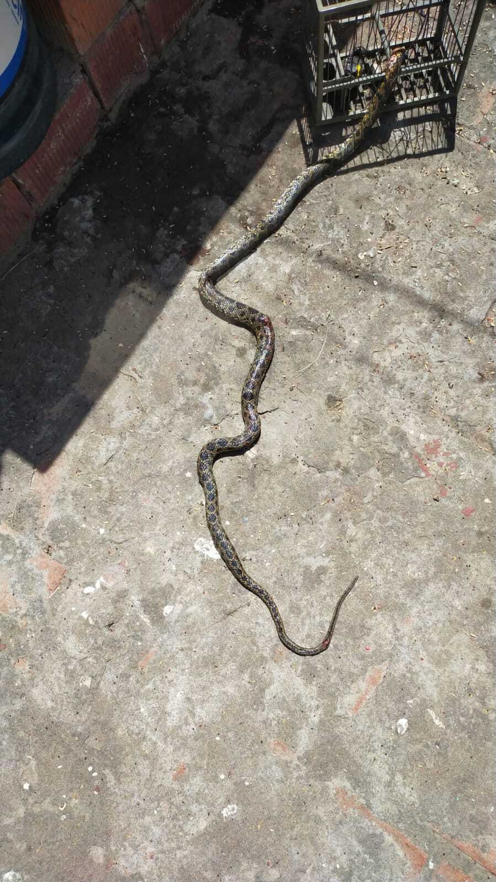 La serpiente aparecida en Algeciras.