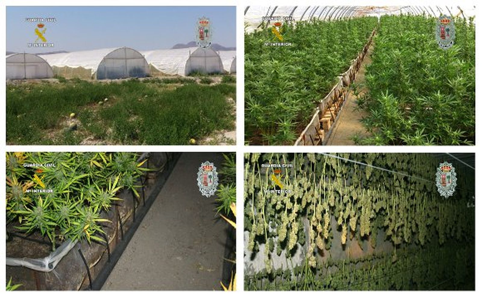 Intervienen en Murcia 14.000 plantas de marihuana, la mayor incautación en España