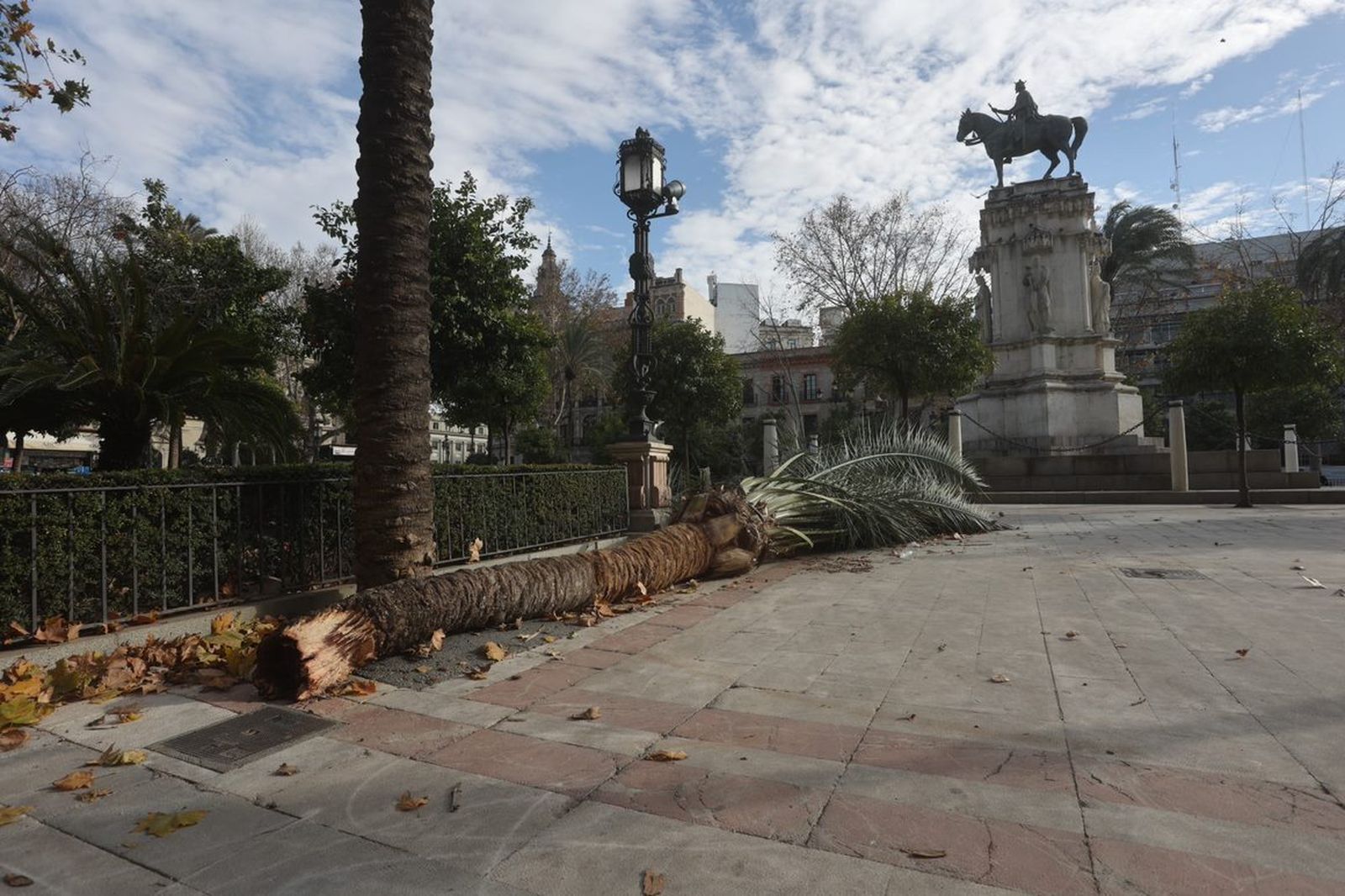 El viento derriba una palmera de grandes dimensiones en la Plaza Nueva de Sevilla