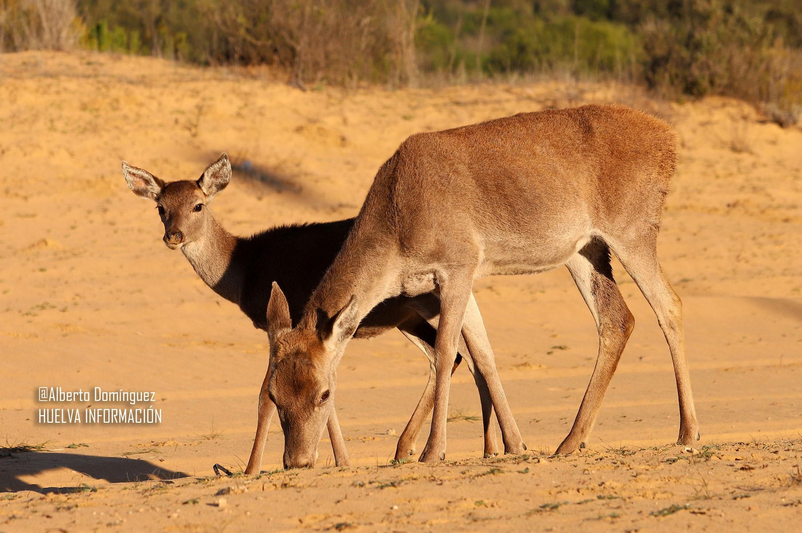 Imágenes de ciervos de Doñana junto a la carretera norte de Matalascañas