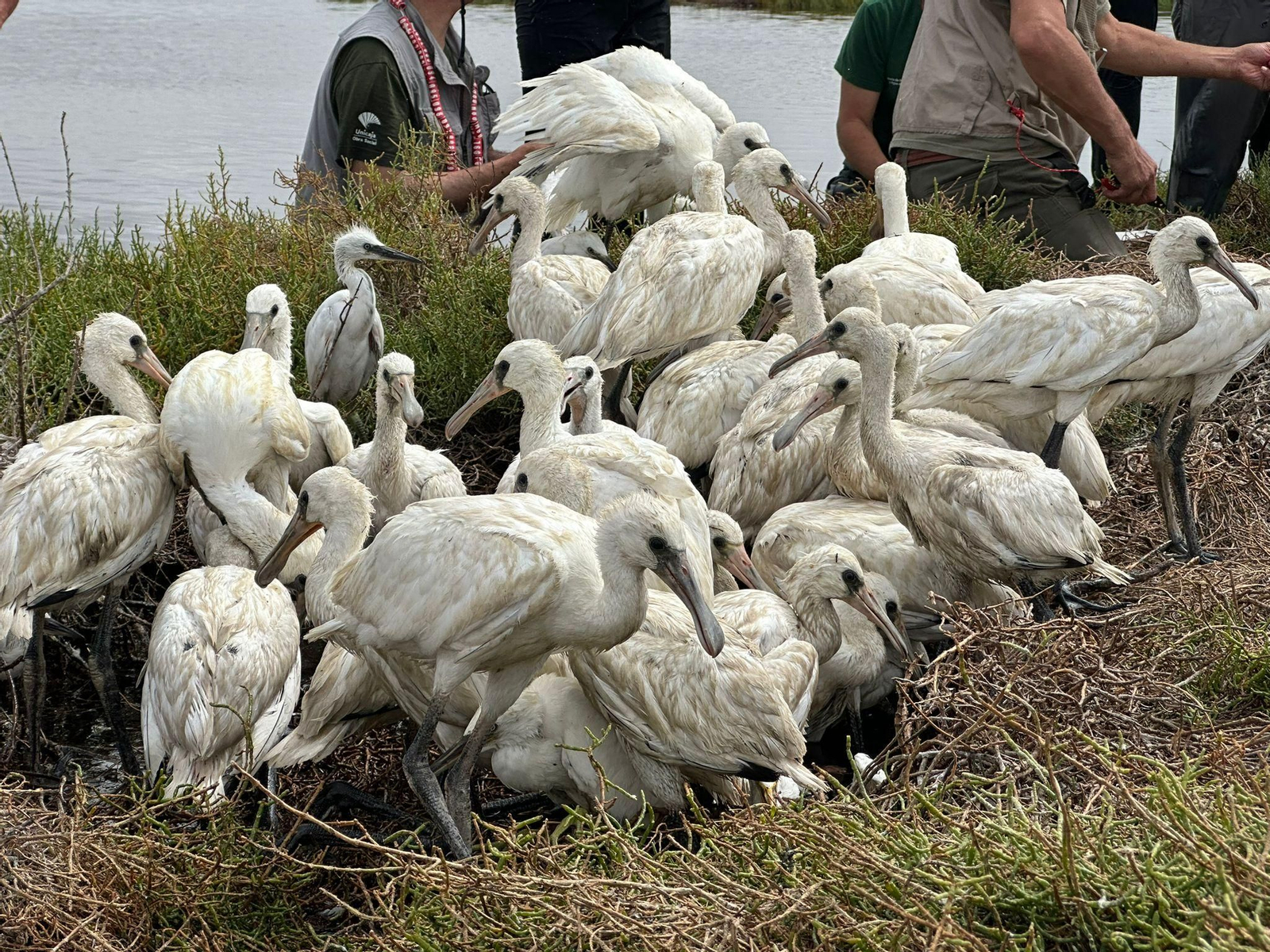 Anilamiento de espátulas en Marismas del Odiel.
