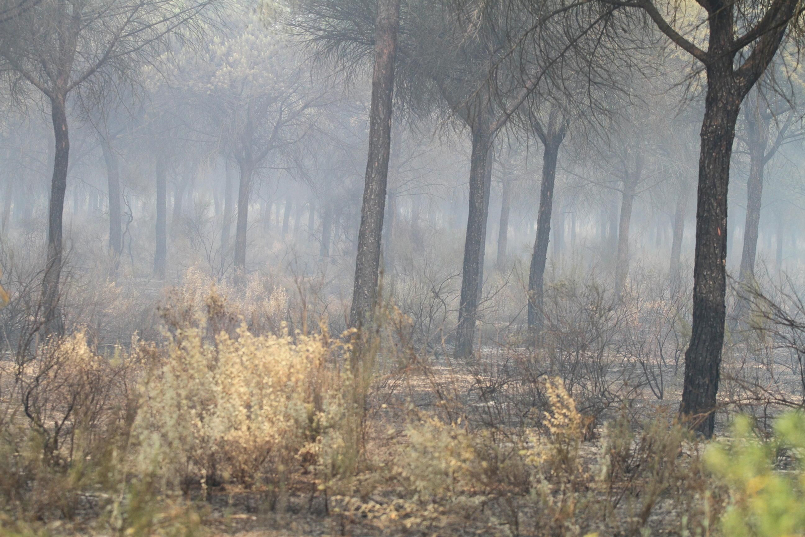 Las imágenes del incendio en Moguer y Mazagón