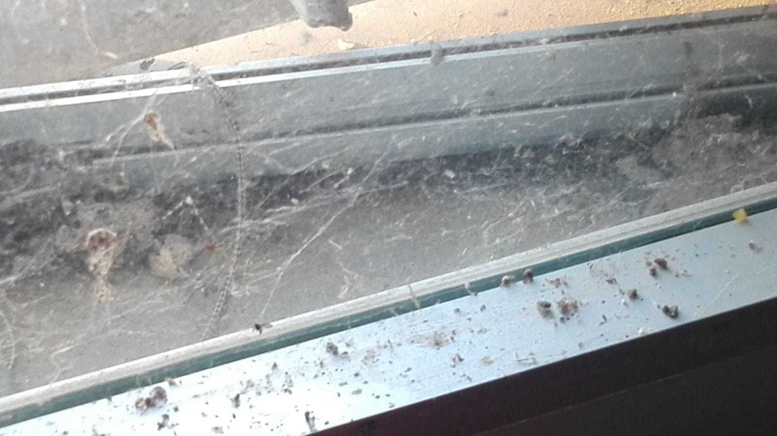 Telarañas en las ventanas del colegio Cerro Alto.