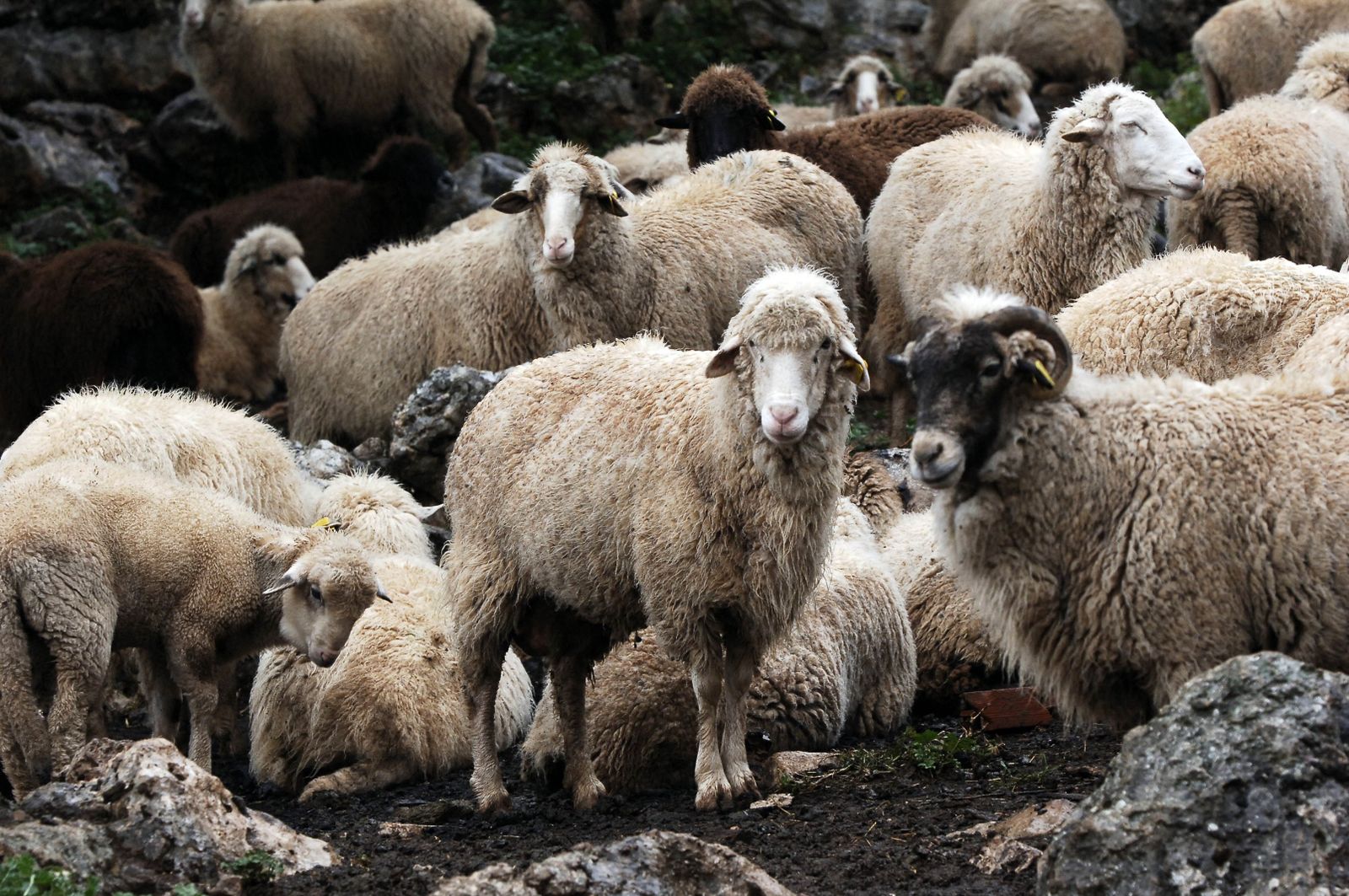 Un rebaño de ovejas autóctonas de la Sierra