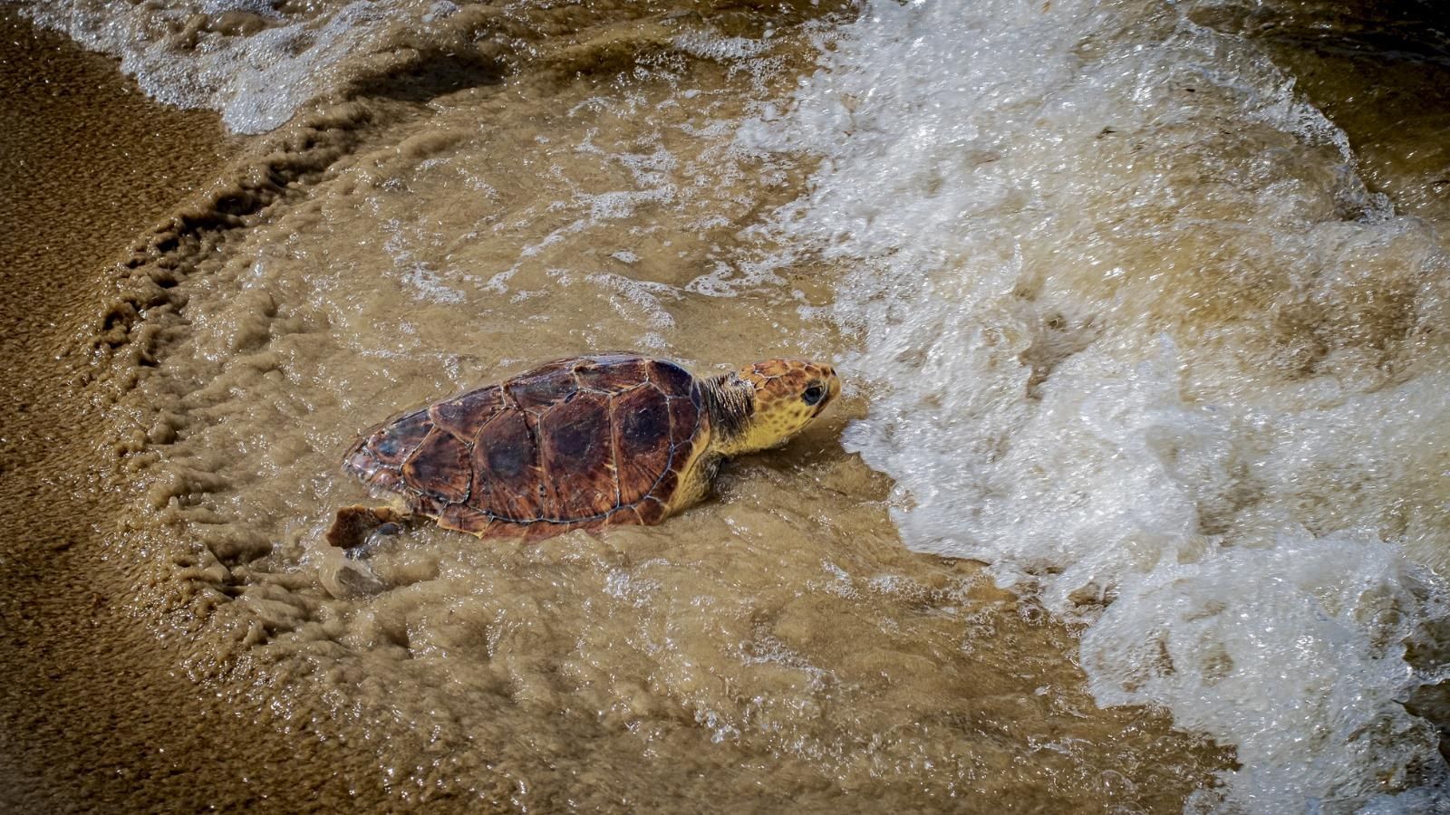 La más pequeña de las tortugas marinas regresando a su medio natural.