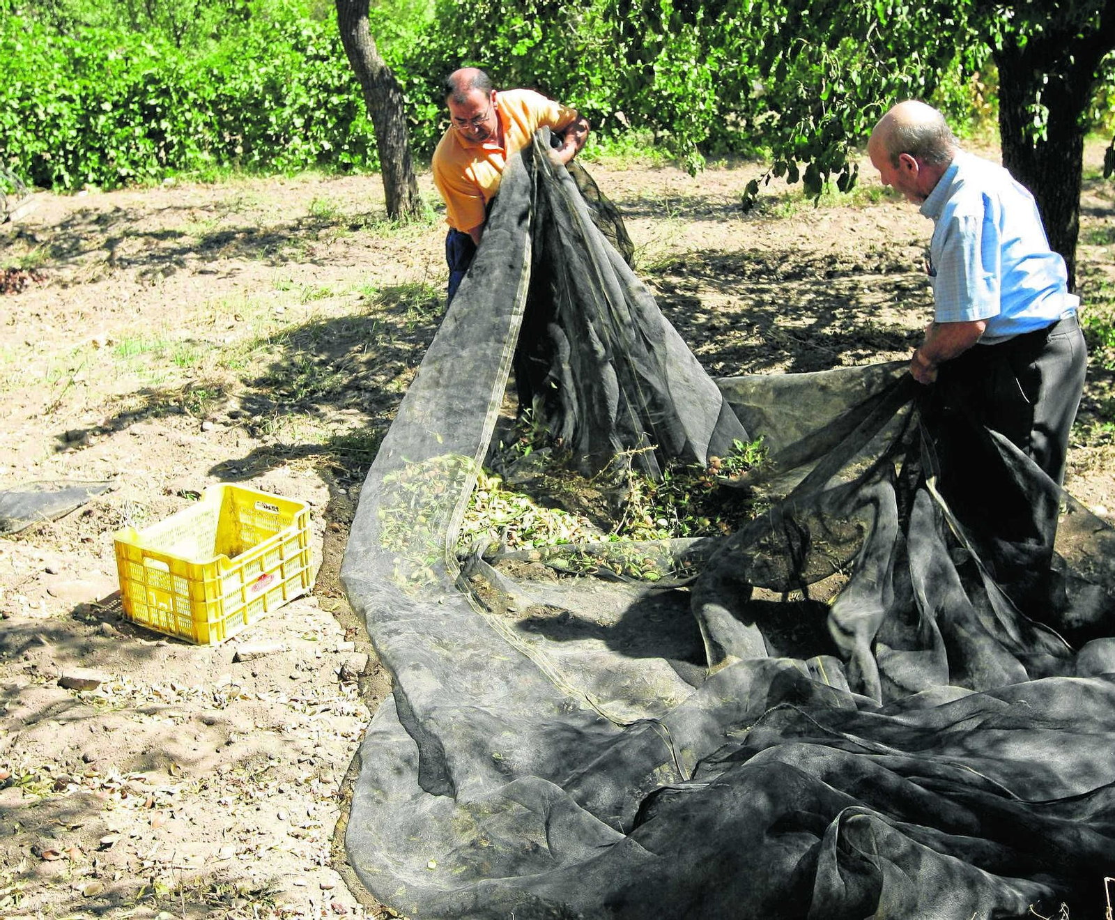 Imagen de archivo de la recolección de la almendra