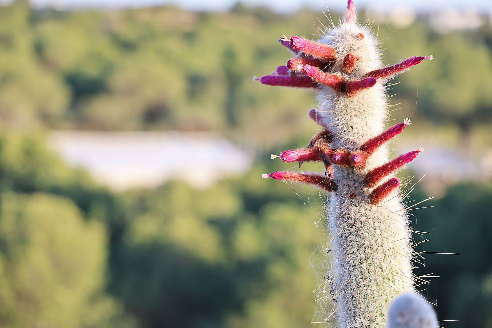 Movitransa presenta los nuevos modelos de BMW IX2 y el X2 en el complejo deportivo Lamiya