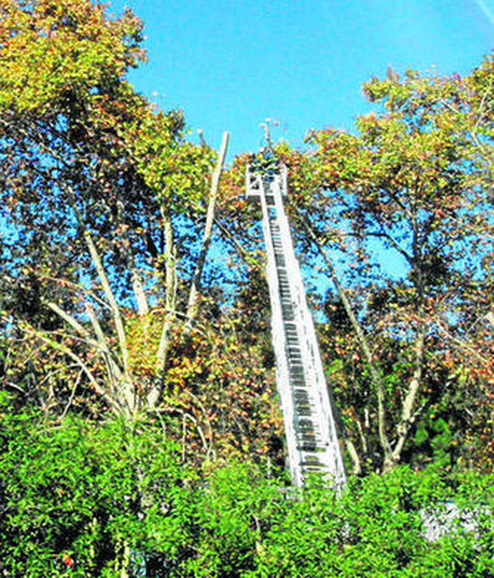 Varios miembros de bomberos ayudan en la poda de las ramas.